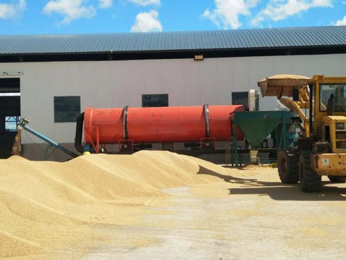 高粱烘干機(jī)烘干現(xiàn)場